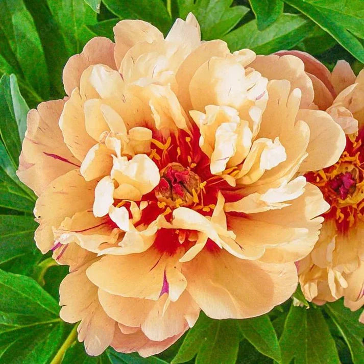 🌸 Double Climbing Peony Vine Hardy Perennial Garden Climber for Indoor & Outdoor Beauty