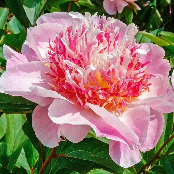 🌸 Double Climbing Peony Vine Hardy Perennial Garden Climber for Indoor & Outdoor Beauty