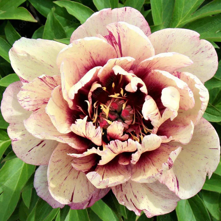 🌸 Double Climbing Peony Vine Hardy Perennial Garden Climber for Indoor & Outdoor Beauty