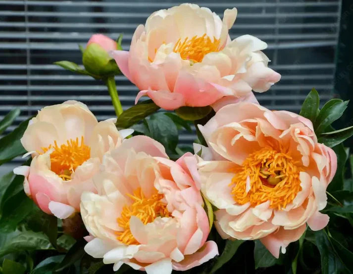 🌸 Double Climbing Peony Vine Hardy Perennial Garden Climber for Indoor & Outdoor Beauty