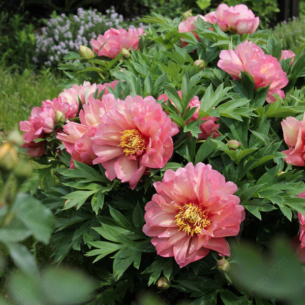 🌸 Double Climbing Peony Vine Hardy Perennial Garden Climber for Indoor & Outdoor Beauty