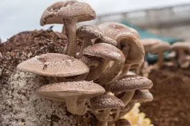 Shiitake Mushrooms Seeds for Planting,