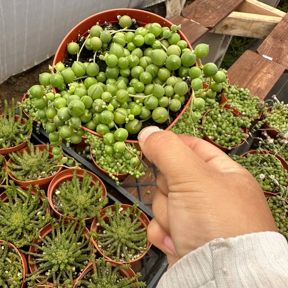 String of Pearls Succulent Plant –Live Hanging Succulent Plant