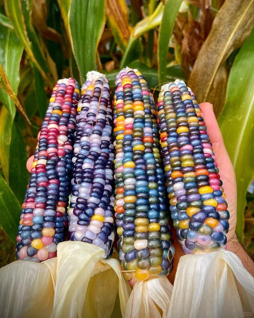 Decorative Corn Gem corn Seeds