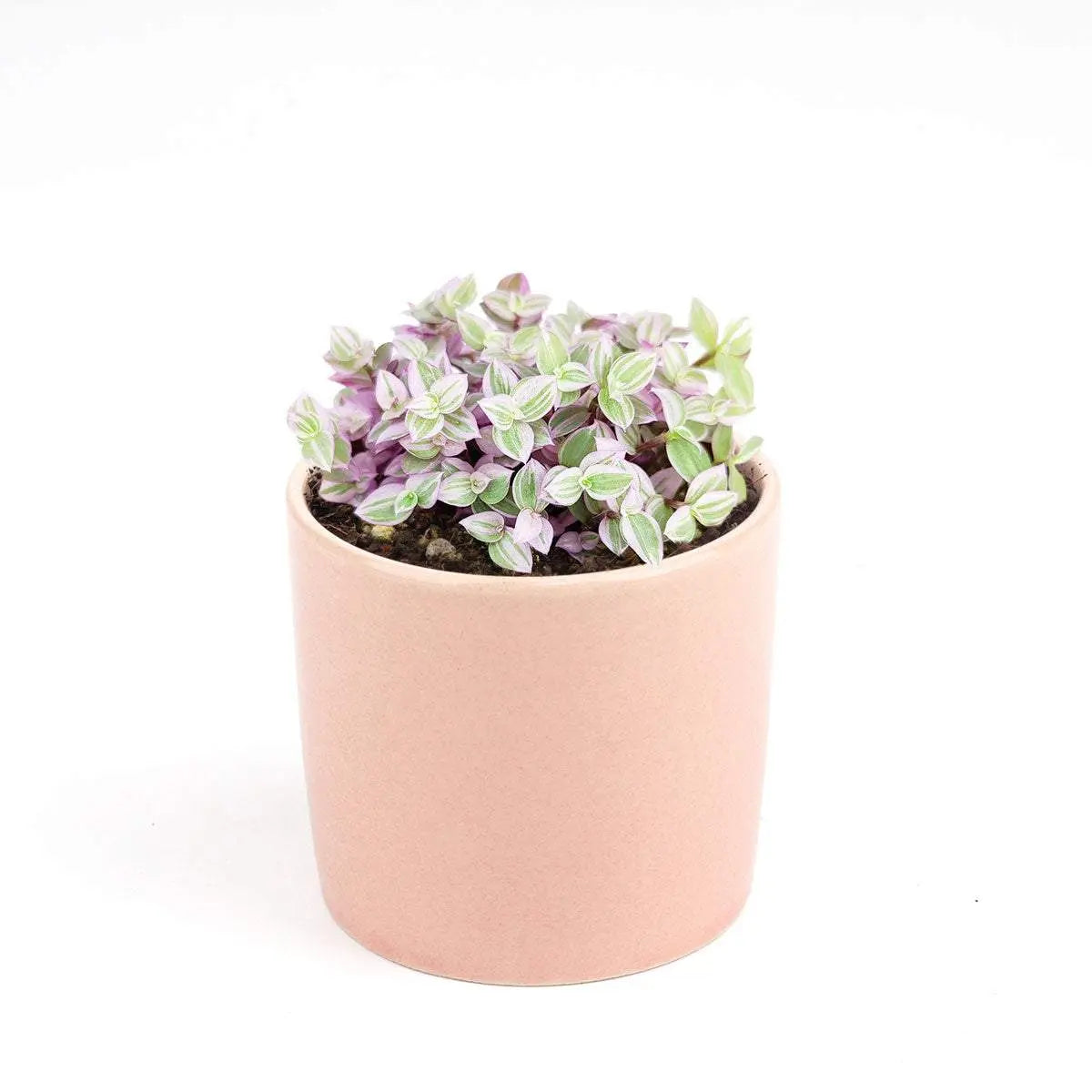 Pink Lady (Turtle Vine) - Pink Panther Plant