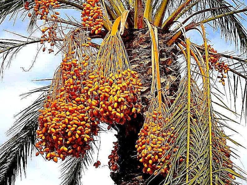Medjool Date Palm Tree Seedling – Edible Fruit, Fast Growing Tropical Sapling
