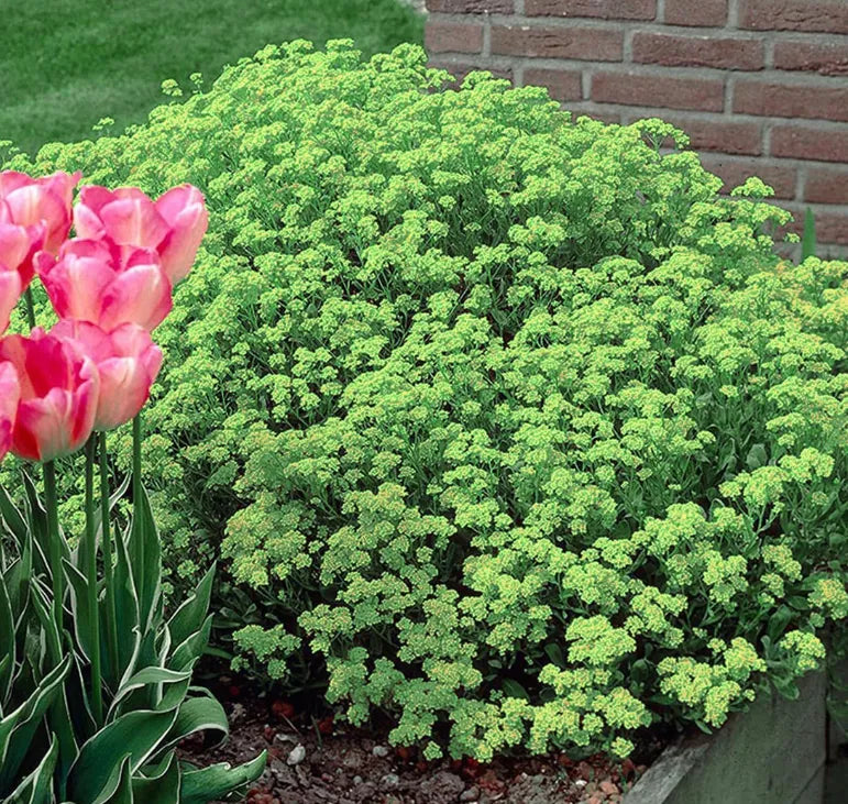 Creeping Thyme Homegrown SeedsEasy to Plant and Grow Non-GMOPerennial Flower Premium Seeds