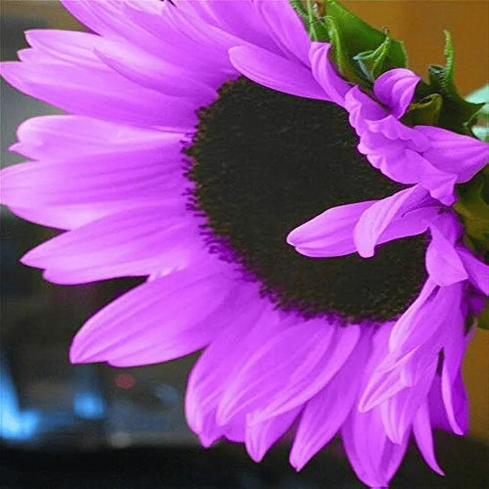 💜Rare purple sunflowers, stunning the entire garden at first glance.