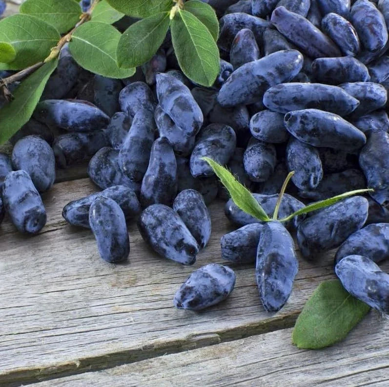 Haskap Berry Live Plant – Cold Hardy Blue Honeysuckle Bush Seedling