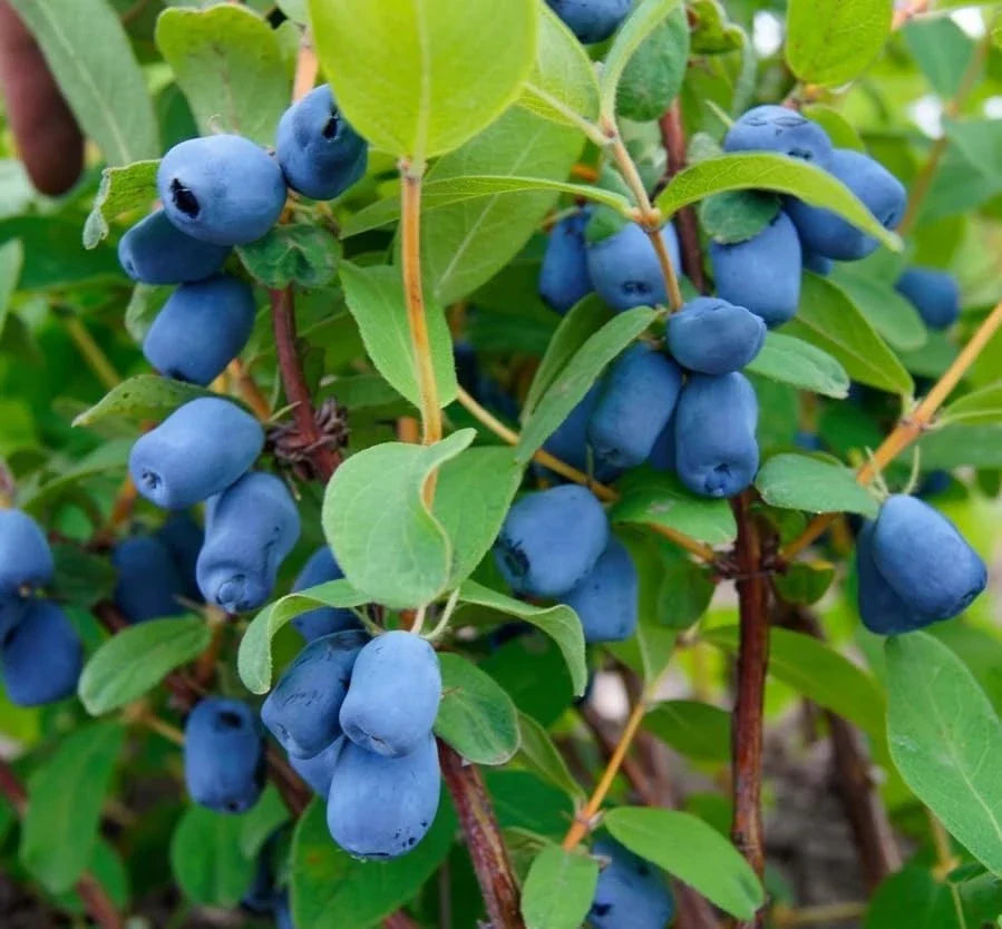 Haskap Berry Live Plant – Cold Hardy Blue Honeysuckle Bush Seedling
