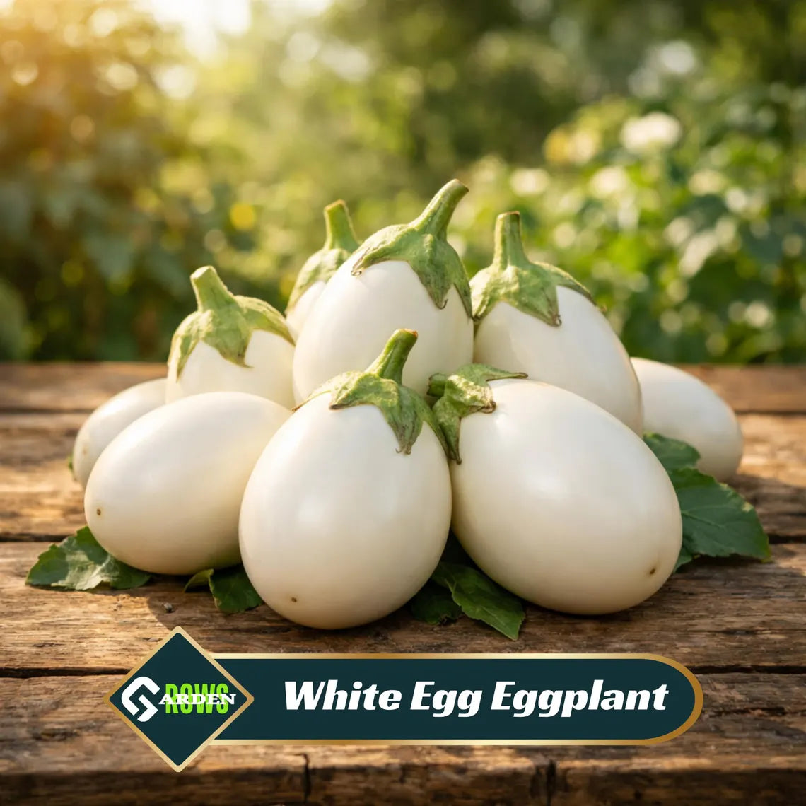 White Egg Eggplant Seeds - Heirloom Vegetable - Small Egg Shaped White Fruits - Compact High Yield Variety