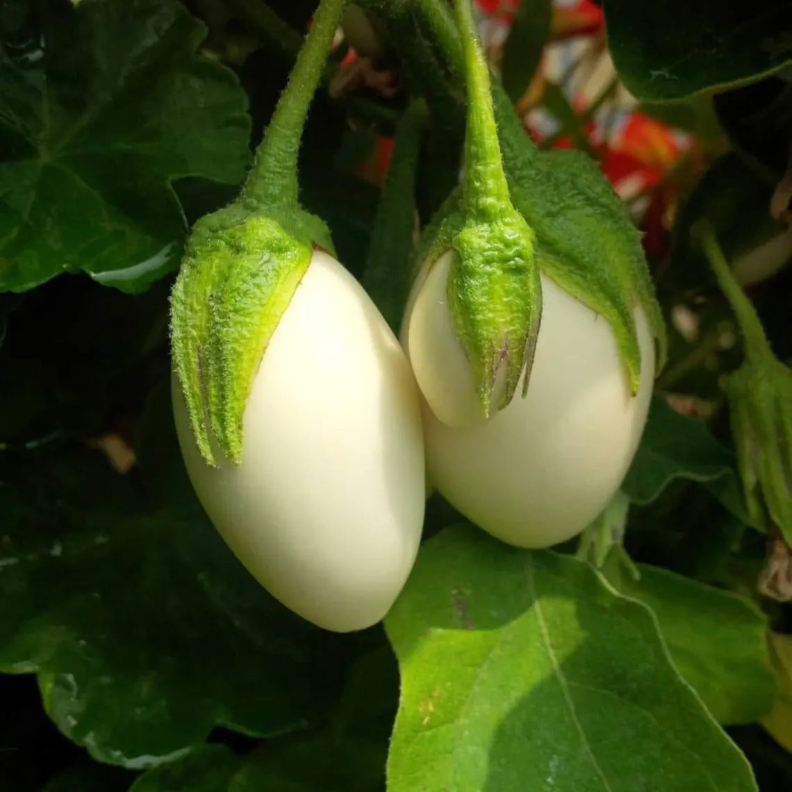White Egg Eggplant Seeds - Heirloom Vegetable - Small Egg Shaped White Fruits - Compact High Yield Variety
