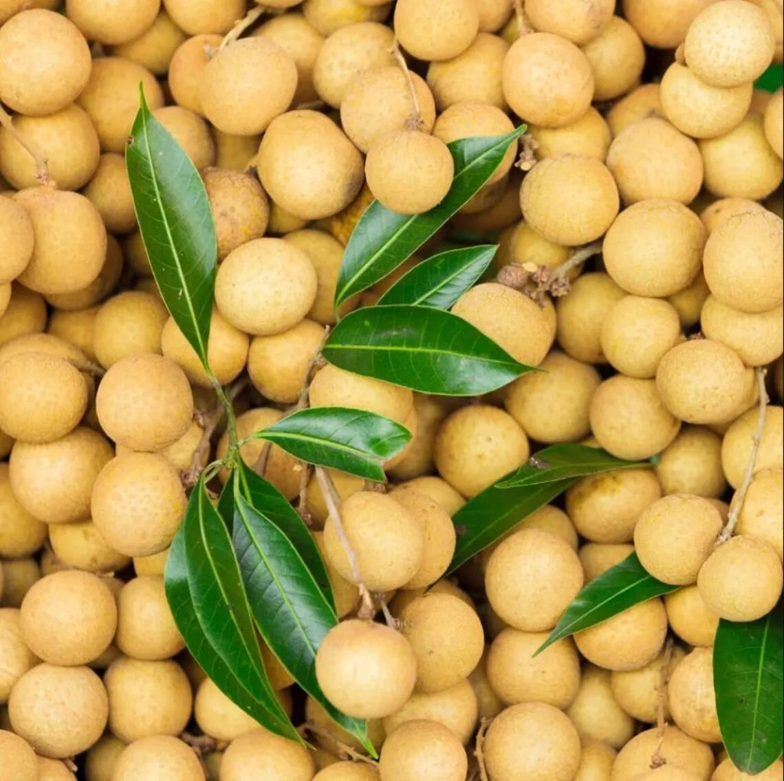 Longan Dimocarpus Plant Live for Planting, Dragon Eye Tropical Live Fruit Tree Sweet Fruit Longan Tree