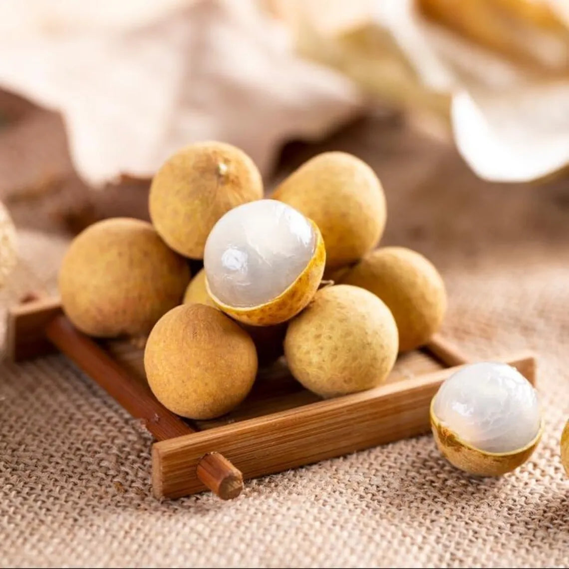 Longan Dimocarpus Plant Live for Planting, Dragon Eye Tropical Live Fruit Tree Sweet Fruit Longan Tree