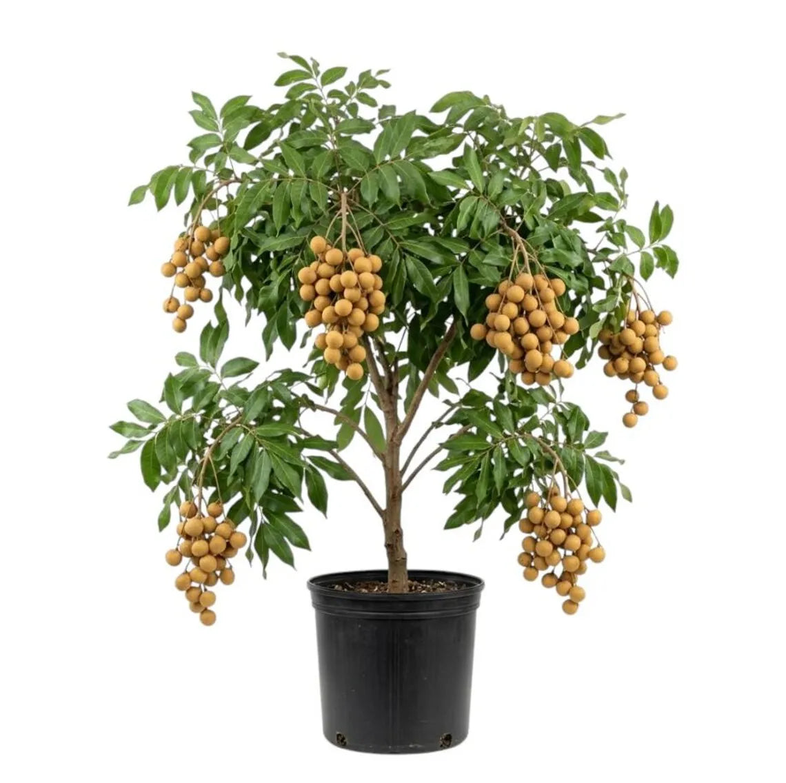 Longan Dimocarpus Plant Live for Planting, Dragon Eye Tropical Live Fruit Tree Sweet Fruit Longan Tree