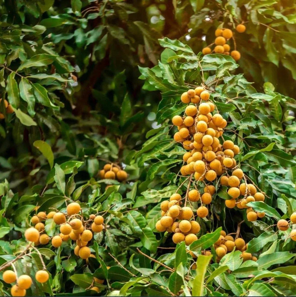 Longan Dimocarpus Plant Live for Planting, Dragon Eye Tropical Live Fruit Tree Sweet Fruit Longan Tree