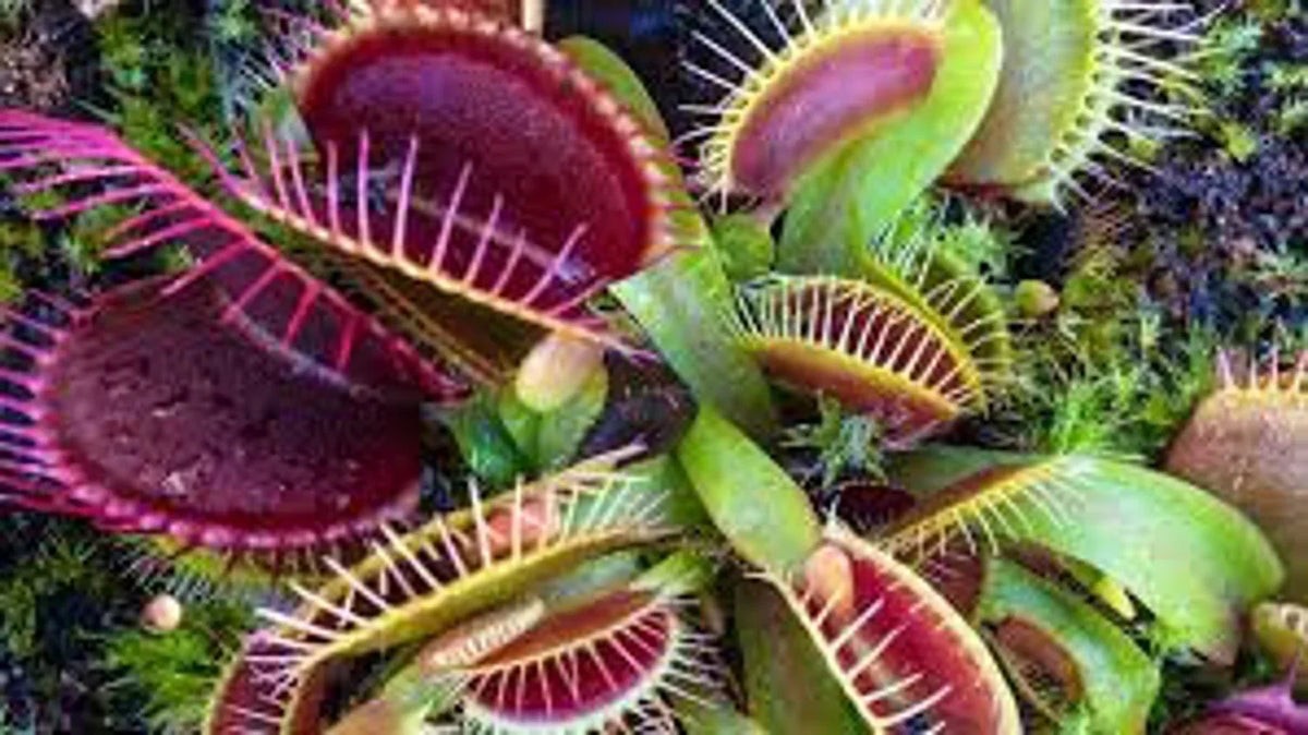 Venus Fly Trap Seeds: Carnivorous Plant, DIY Gardening Flytrap, Easy Care, Indoor & Outdoor Use, Kids Love These