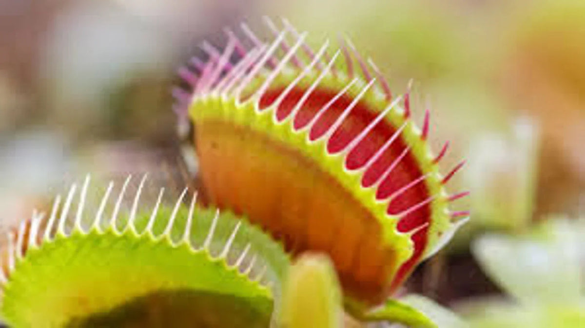 Venus Fly Trap Seeds: Carnivorous Plant, DIY Gardening Flytrap, Easy Care, Indoor & Outdoor Use, Kids Love These