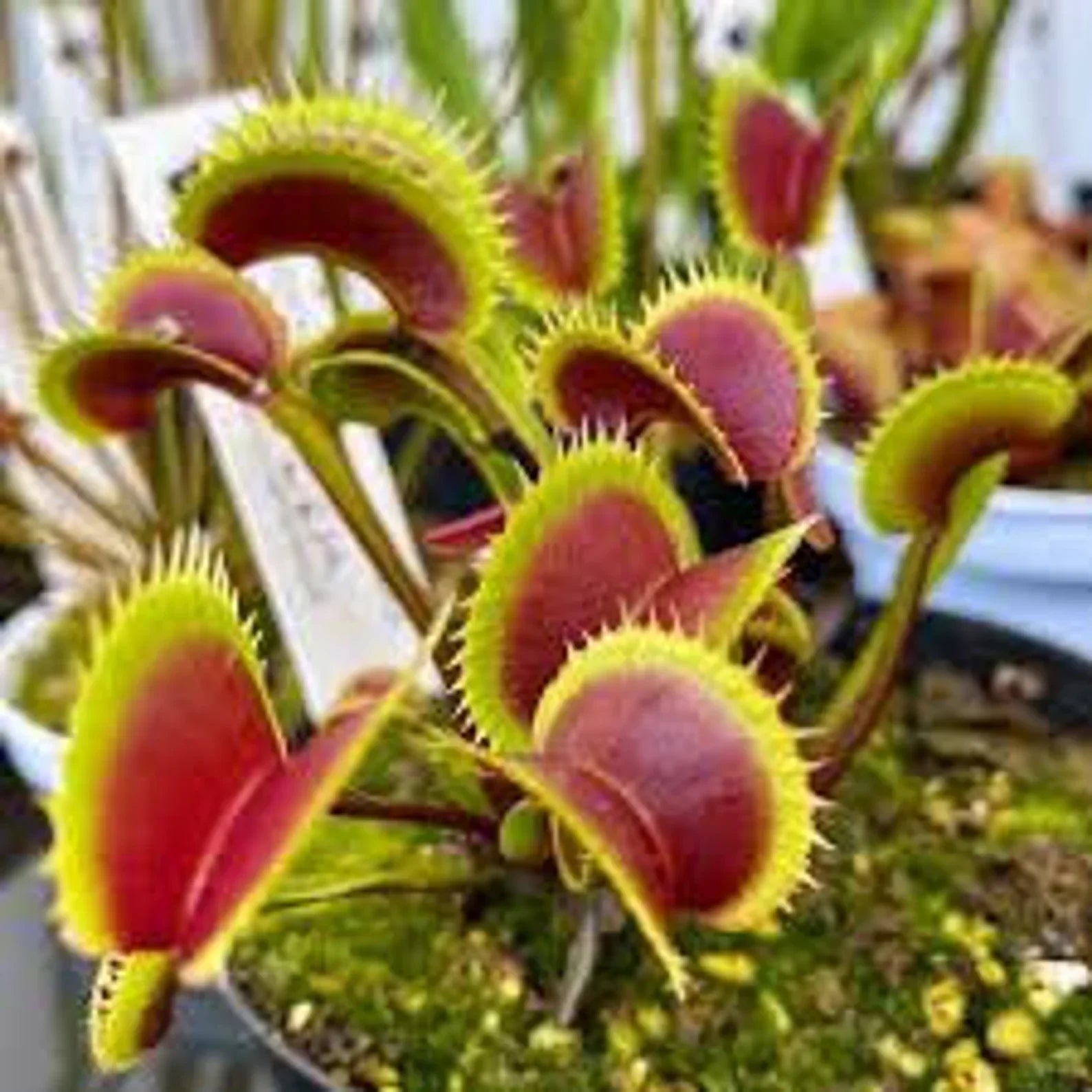 Venus Fly Trap Seeds: Carnivorous Plant, DIY Gardening Flytrap, Easy Care, Indoor & Outdoor Use, Kids Love These