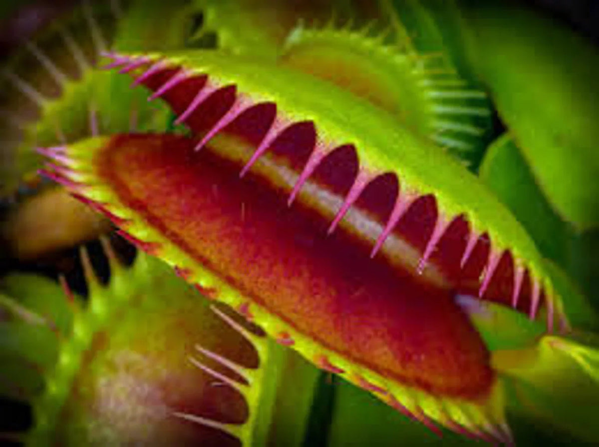 Venus Fly Trap Seeds: Carnivorous Plant, DIY Gardening Flytrap, Easy Care, Indoor & Outdoor Use, Kids Love These