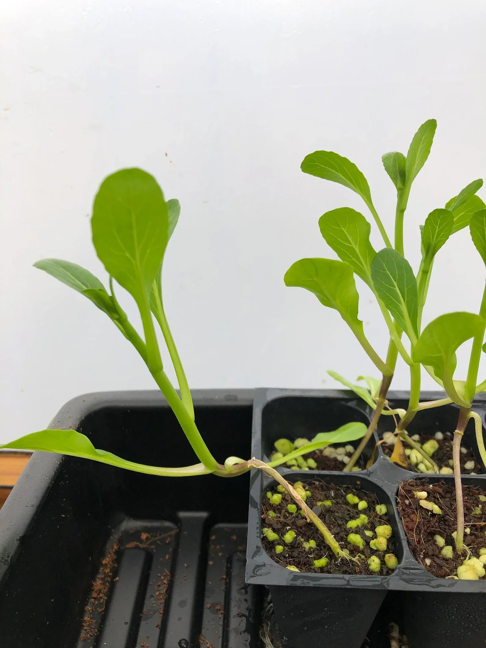 Homegrown bok choy = the easiest way to fresh greens 🥬