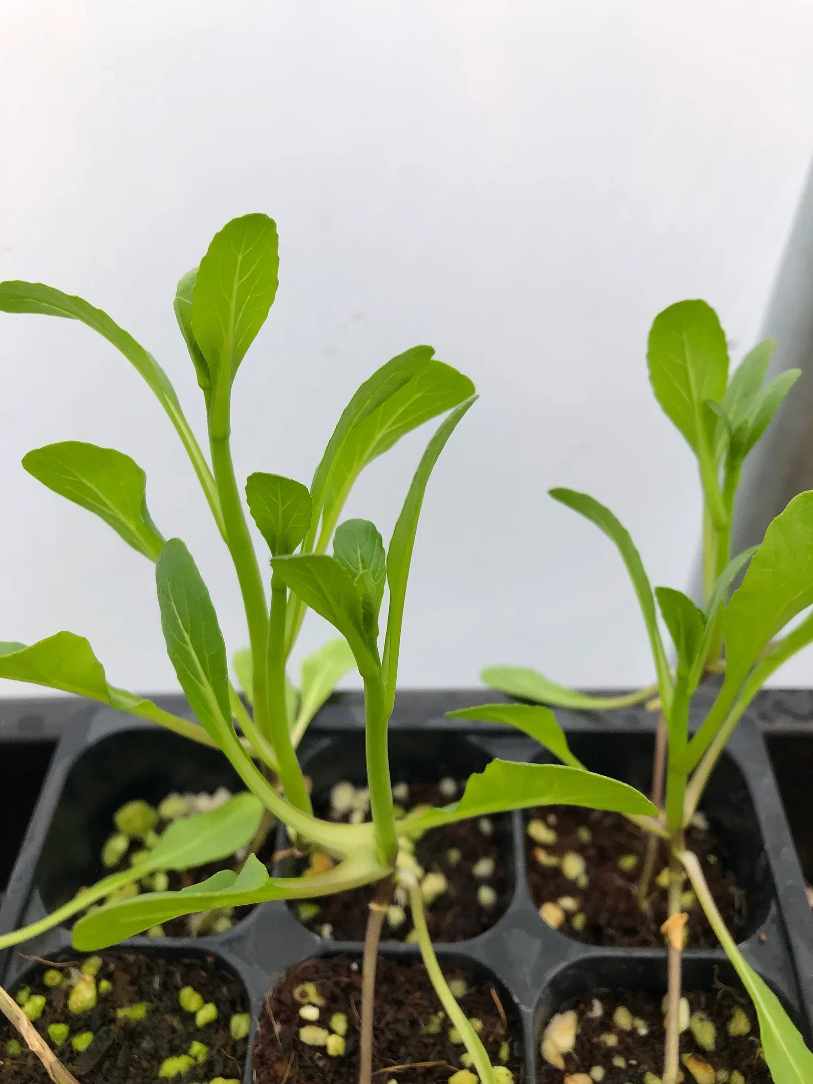 Homegrown bok choy = the easiest way to fresh greens 🥬