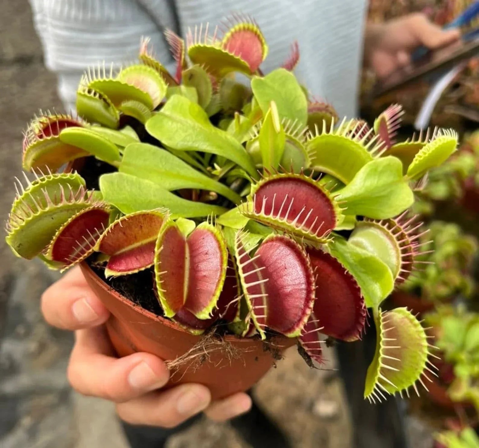 Venus Fly Trap Seeds: Carnivorous Plant, DIY Gardening Flytrap, Easy Care, Indoor & Outdoor Use, Kids Love These