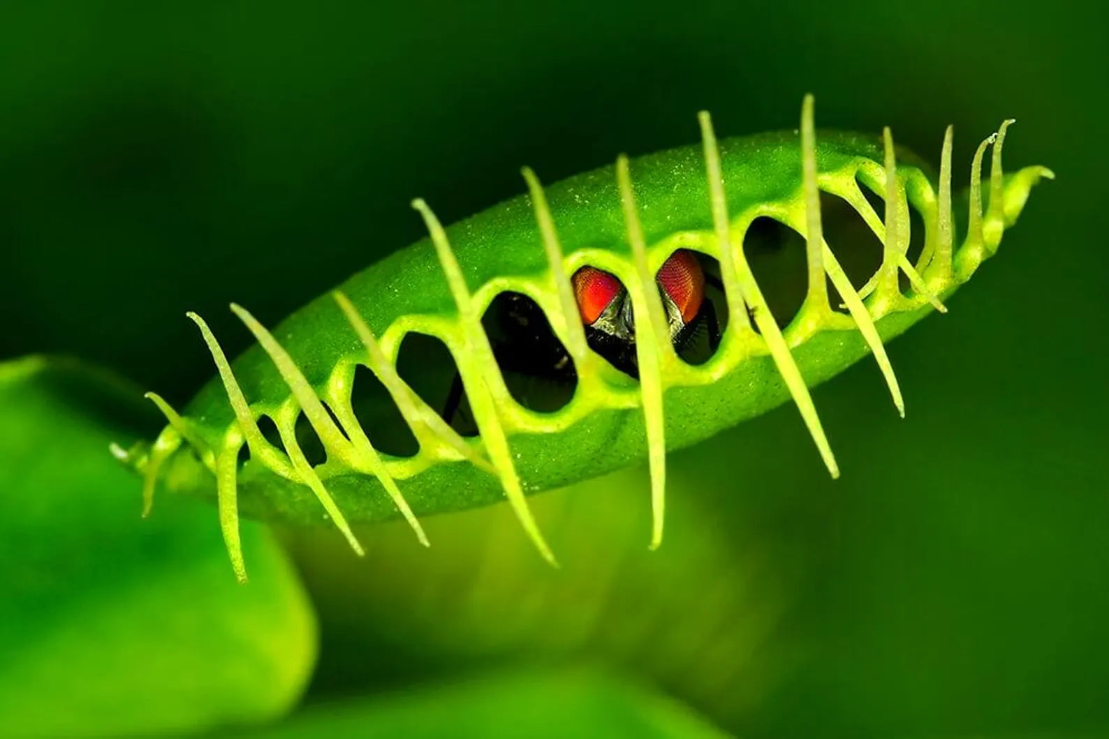 Venus Fly Trap Seeds: Carnivorous Plant, DIY Gardening Flytrap, Easy Care, Indoor & Outdoor Use, Kids Love These