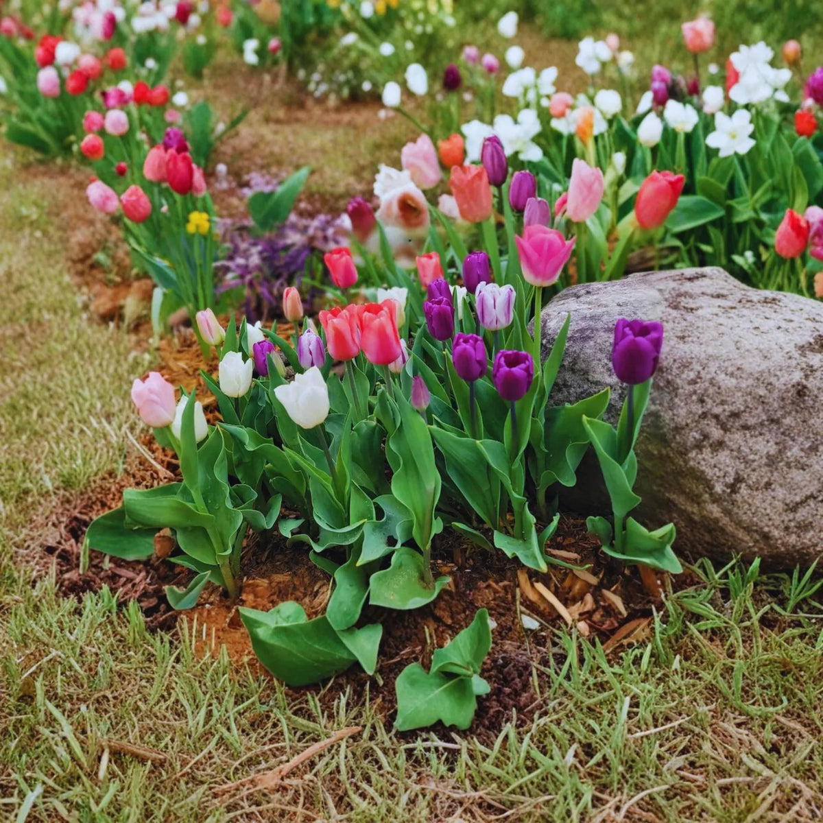 Mixed Tulip Seeds Colorful Perennial Spring Flowers for Garden & Containers