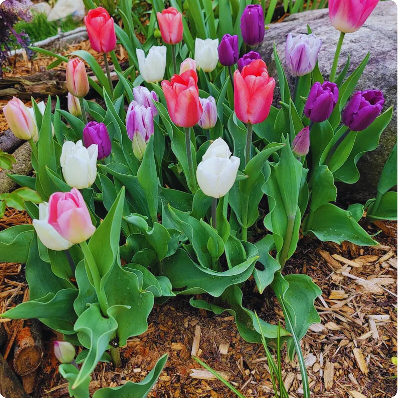 Mixed Tulip Seeds Colorful Perennial Spring Flowers for Garden & Containers