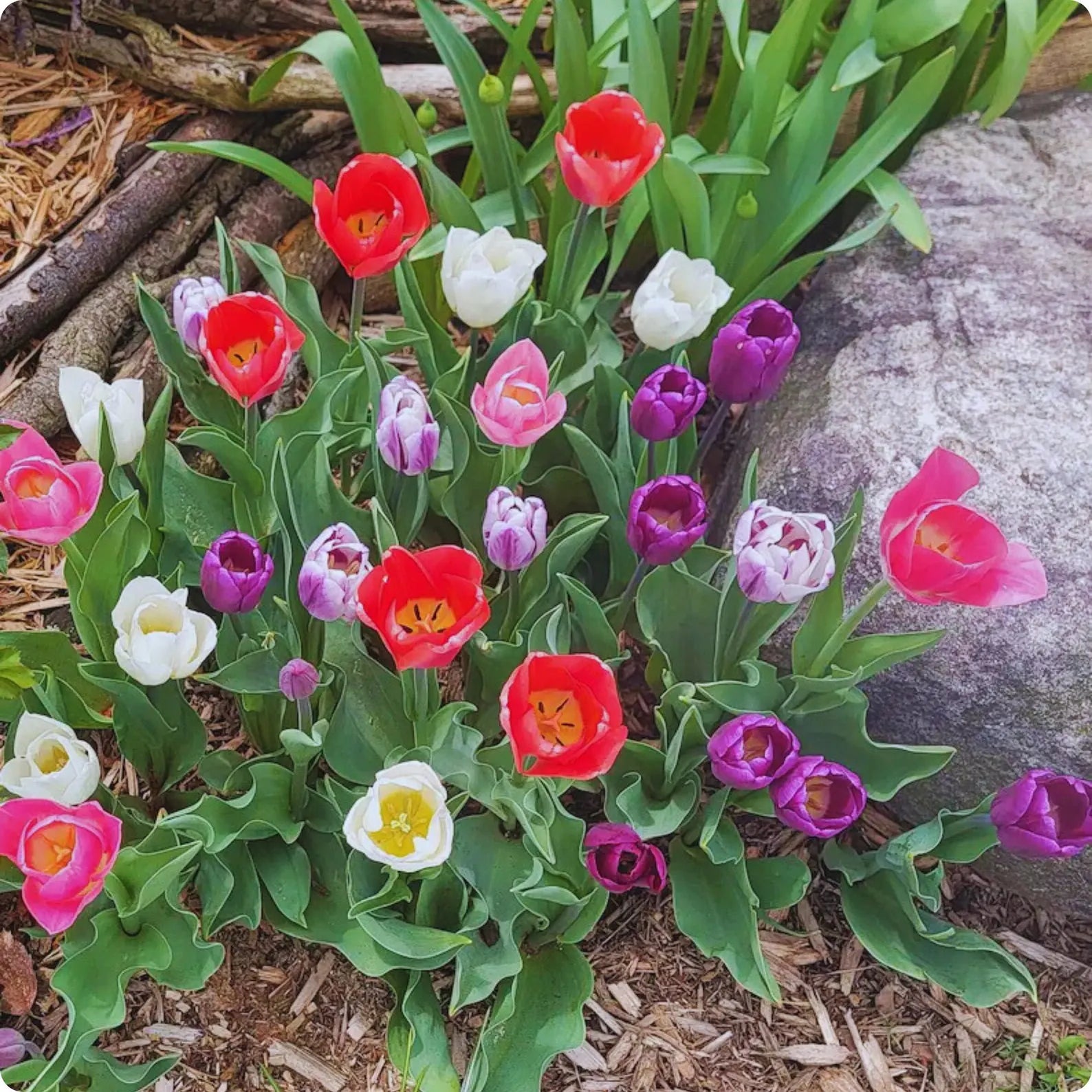 Mixed Tulip Seeds Colorful Perennial Spring Flowers for Garden & Containers