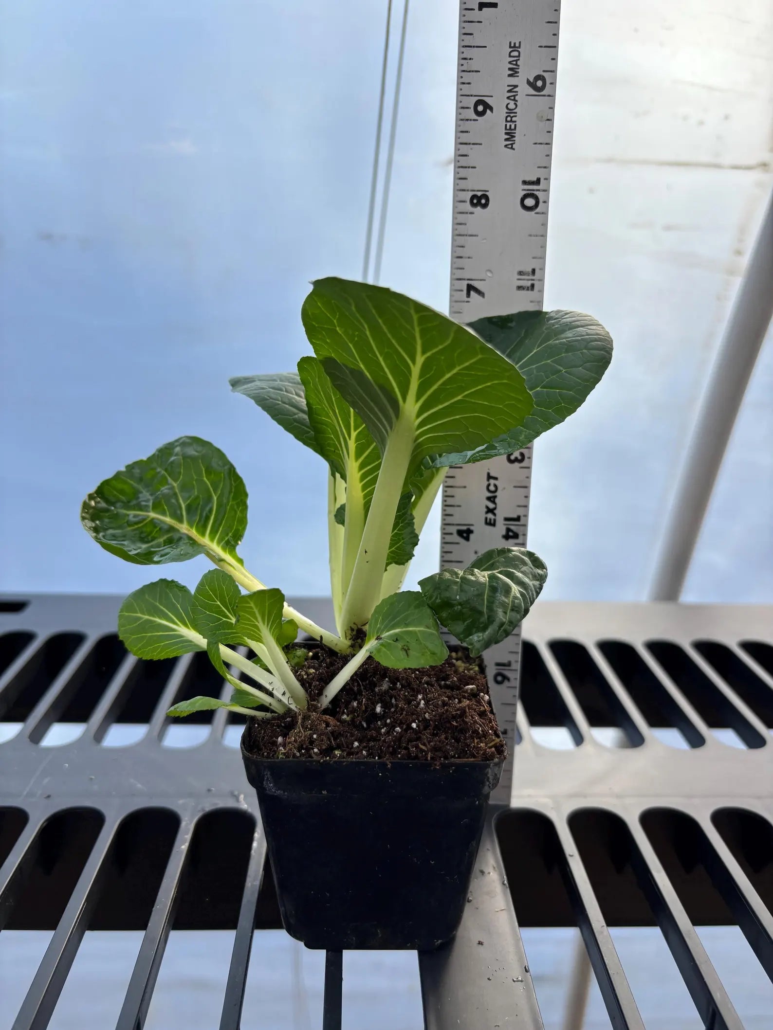 Homegrown bok choy = the easiest way to fresh greens 🥬