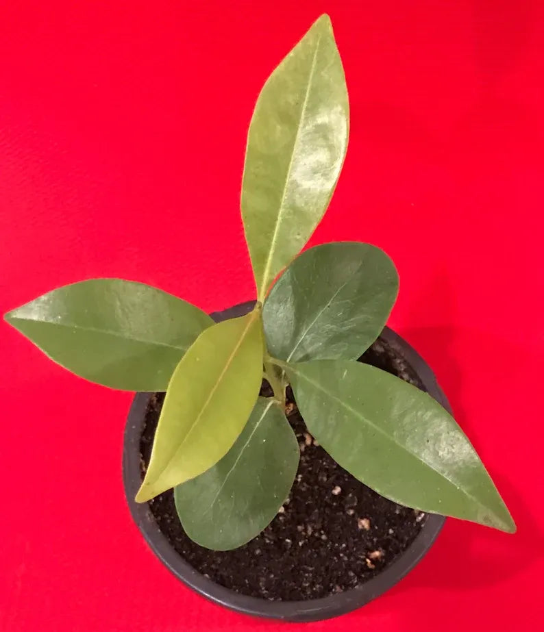 Sapodilla Manilkara ZTree Starter PLANT Seedling