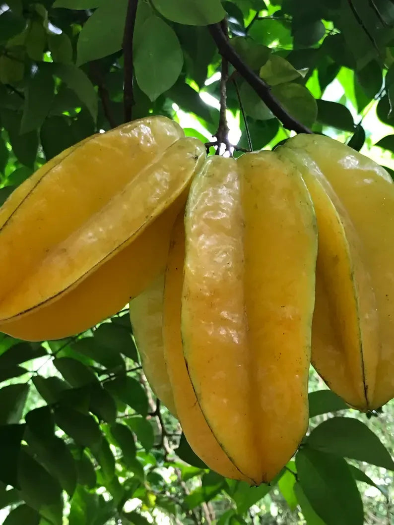 Star Fruit Averrhoa Carambola Bell Seedling Potted Starfruit Plant Tree