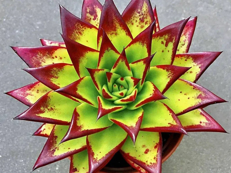 Echeveria 'Lipstick' Succulent: Rare Agavoides Form, Red Edged