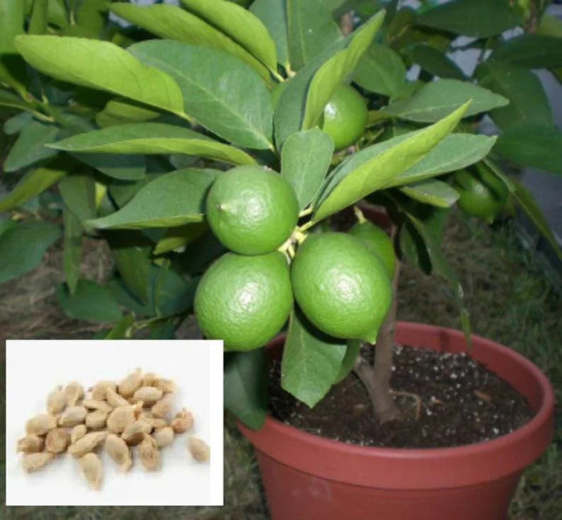 RARE Key LIME Fruit-Grow indoors in a Pot - Very Juicy fruit