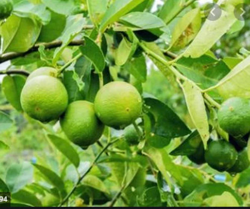 RARE Key LIME Fruit-Grow indoors in a Pot - Very Juicy fruit