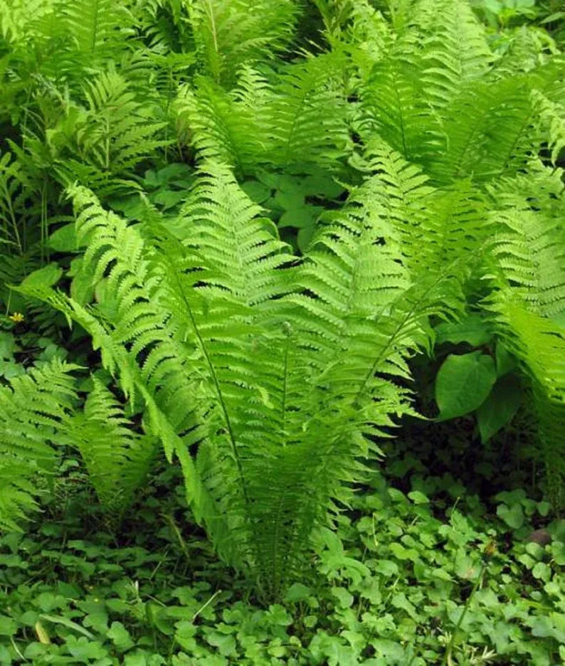 Ostrich Ferns - 1 well established root