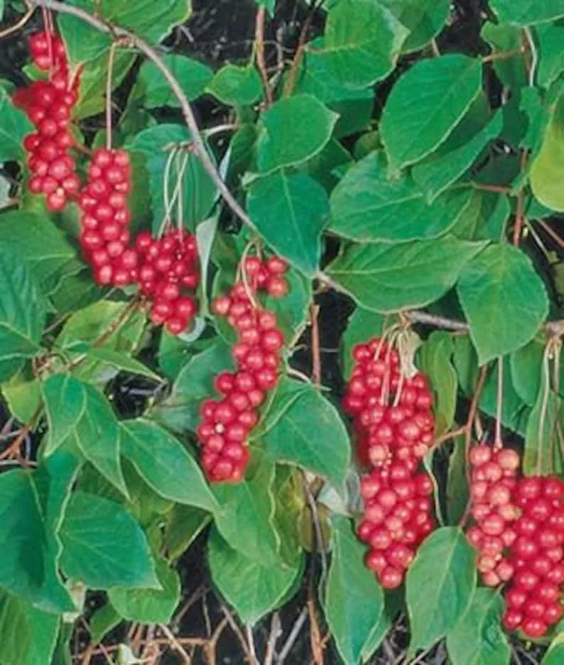 Schisandra Vine (Eastern Prince)