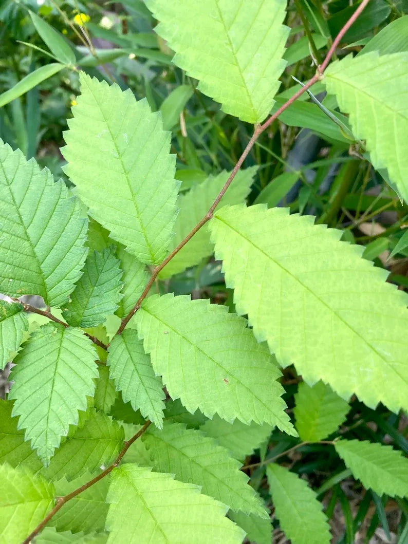 American Elm Tree - Medium Size
