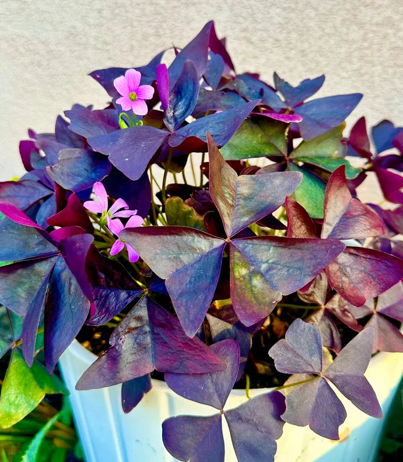Purple Oxalis Wood Sorrel (Purple Shamrock),8-12 Bulbs-Worthy Live Plant bundle, Grow Indoor or Outdoor for Decoration or Gift