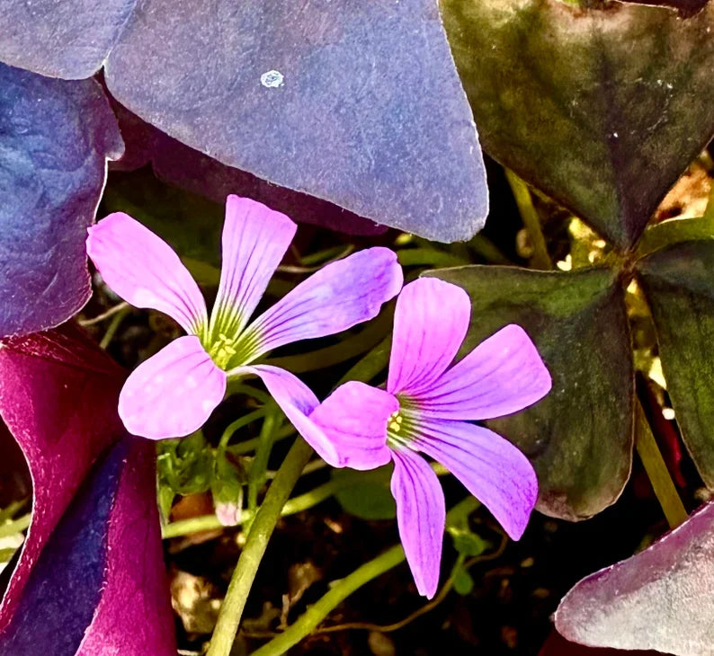 Purple Oxalis Wood Sorrel (Purple Shamrock),8-12 Bulbs-Worthy Live Plant bundle, Grow Indoor or Outdoor for Decoration or Gift