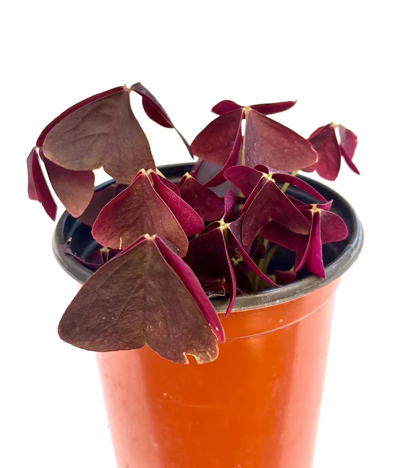 Purple Oxalis Wood Sorrel (Purple Shamrock),8-12 Bulbs-Worthy Live Plant bundle, Grow Indoor or Outdoor for Decoration or Gift