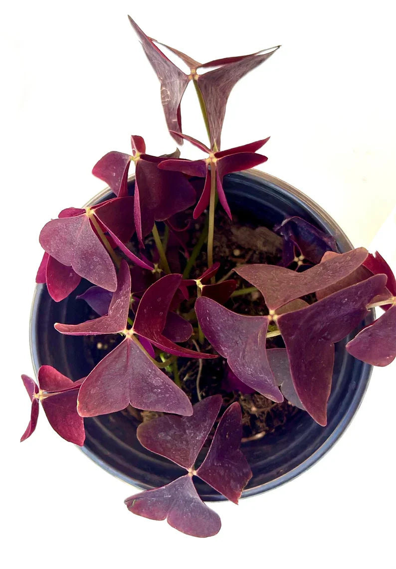Purple Oxalis Wood Sorrel (Purple Shamrock),8-12 Bulbs-Worthy Live Plant bundle, Grow Indoor or Outdoor for Decoration or Gift