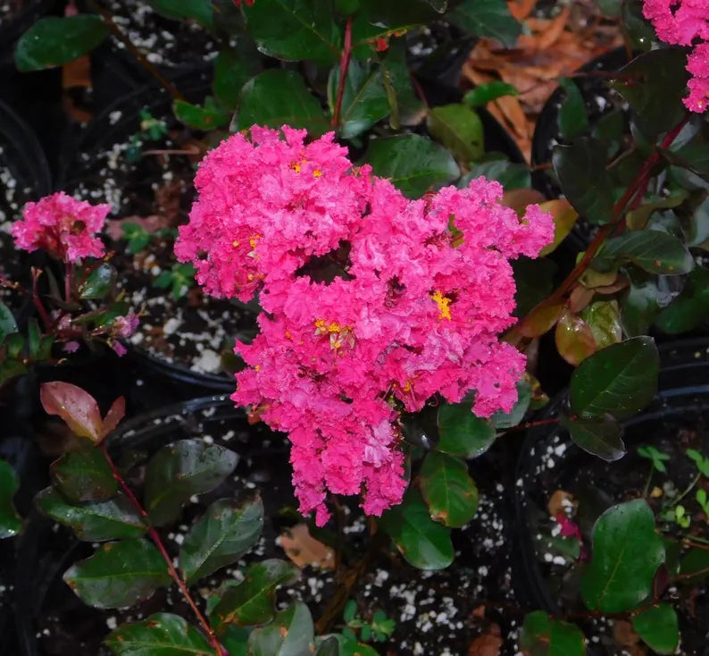 Pink Velour Crape Myrtle Plant