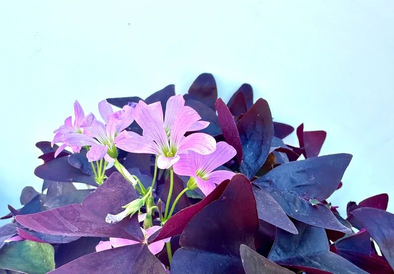 Purple Oxalis Wood Sorrel (Purple Shamrock),8-12 Bulbs-Worthy Live Plant bundle, Grow Indoor or Outdoor for Decoration or Gift