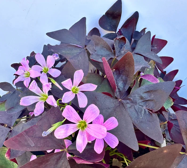 Purple Oxalis Wood Sorrel (Purple Shamrock),8-12 Bulbs-Worthy Live Plant bundle, Grow Indoor or Outdoor for Decoration or Gift