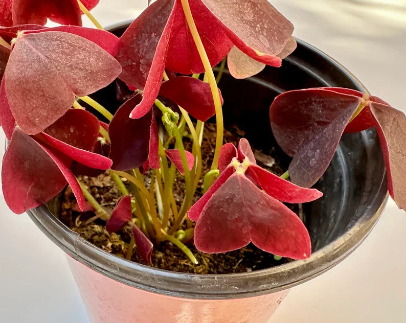 Purple Oxalis Wood Sorrel (Purple Shamrock),8-12 Bulbs-Worthy Live Plant bundle, Grow Indoor or Outdoor for Decoration or Gift