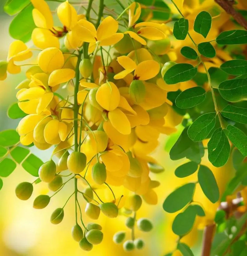 Cassia fistula (Golden Rain Tree) Tree , Medium-Sized, Beautiful, Showy Golden Flowers, Drought-Tolerant, Low Maintenance