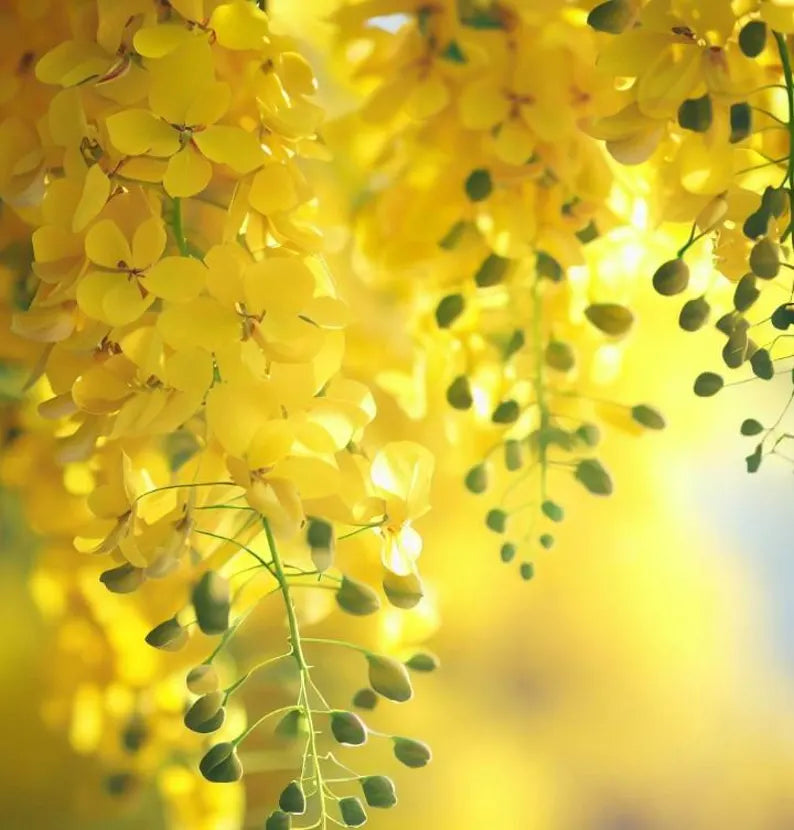 Cassia fistula (Golden Rain Tree) Tree , Medium-Sized, Beautiful, Showy Golden Flowers, Drought-Tolerant, Low Maintenance